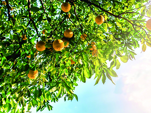 芝蘭空間,香氛系統(tǒng),空間香氛,香薰設(shè)備,香薰精油,香氛禮品定制