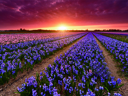 芝蘭空間,香氛系統(tǒng),空間香氛,香薰設(shè)備,香薰精油,香氛禮品定制